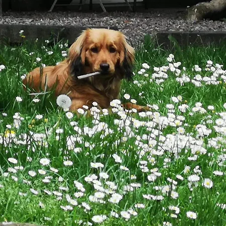 Casa Antica Mosaici Agroturismo Trivignano Udinese