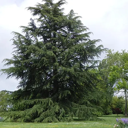 Casa Antica Mosaici *