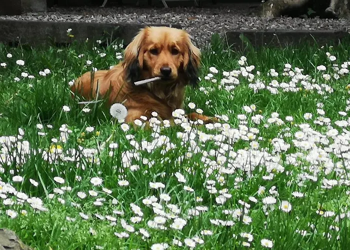 Casa Antica Mosaici Gospodarstwo agroturystyczne Trivignano Udinese