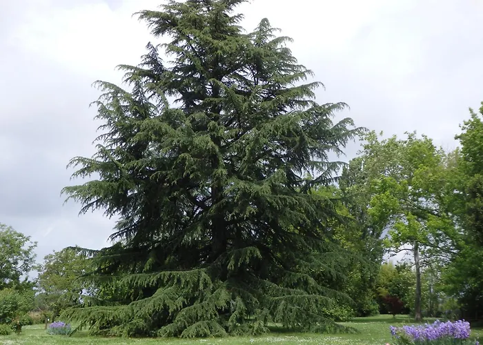 Casa Antica Mosaici *